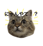ふわ猫『ジルたん日記』（個別スタンプ：1）