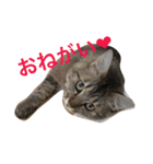 ふわ猫『ジルたん日記』（個別スタンプ：2）