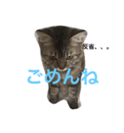 ふわ猫『ジルたん日記』（個別スタンプ：3）