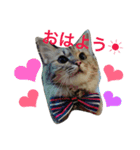 ふわ猫『ジルたん日記』（個別スタンプ：4）