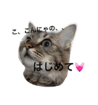 ふわ猫『ジルたん日記』（個別スタンプ：5）