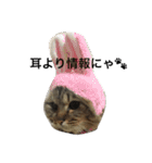 ふわ猫『ジルたん日記』（個別スタンプ：6）