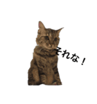 ふわ猫『ジルたん日記』（個別スタンプ：7）