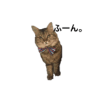 ふわ猫『ジルたん日記』（個別スタンプ：9）