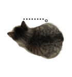 ふわ猫『ジルたん日記』（個別スタンプ：10）