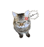 ふわ猫『ジルたん日記』（個別スタンプ：11）