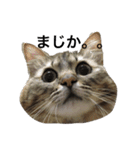 ふわ猫『ジルたん日記』（個別スタンプ：13）