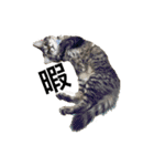 ふわ猫『ジルたん日記』（個別スタンプ：16）