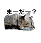 ふわ猫『ジルたん日記』（個別スタンプ：17）