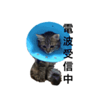 ふわ猫『ジルたん日記』（個別スタンプ：18）