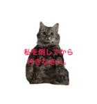 ふわ猫『ジルたん日記』（個別スタンプ：19）