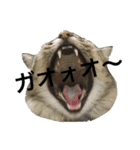 ふわ猫『ジルたん日記』（個別スタンプ：23）