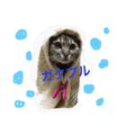 ふわ猫『ジルたん日記』（個別スタンプ：24）