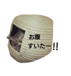 あめおスタンプ2（個別スタンプ：20）