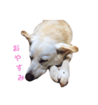 ramus+（個別スタンプ：11）