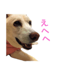 ramus+（個別スタンプ：16）