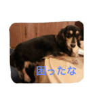 キャラメルリボン（個別スタンプ：1）