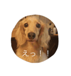 キャラメルリボン（個別スタンプ：4）