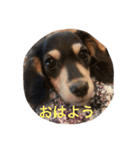 キャラメルリボン（個別スタンプ：8）