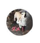 キャラメルリボン（個別スタンプ：16）
