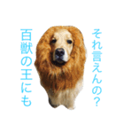 うちのバリースタンプ（個別スタンプ：11）