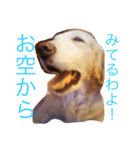 うちのバリースタンプ（個別スタンプ：12）