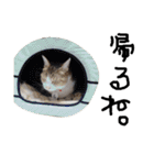 最強の猫たち（個別スタンプ：2）