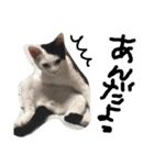 最強の猫たち（個別スタンプ：3）