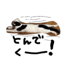 最強の猫たち（個別スタンプ：4）