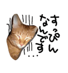 最強の猫たち（個別スタンプ：7）