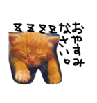 最強の猫たち（個別スタンプ：8）