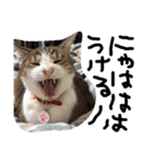 最強の猫たち（個別スタンプ：9）