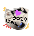 最強の猫たち（個別スタンプ：10）