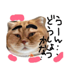 最強の猫たち（個別スタンプ：13）