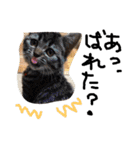 最強の猫たち（個別スタンプ：14）
