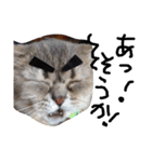 最強の猫たち（個別スタンプ：16）