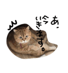 最強の猫たち（個別スタンプ：17）
