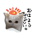 最強の猫たち（個別スタンプ：19）