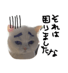 最強の猫たち（個別スタンプ：22）