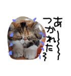 最強の猫たち（個別スタンプ：32）