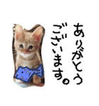 最強の猫たち（個別スタンプ：33）