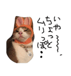 最強の猫たち（個別スタンプ：35）