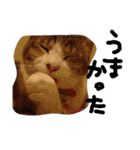 最強の猫たち（個別スタンプ：39）