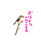動く日本の野鳥 秋冬（個別スタンプ：3）