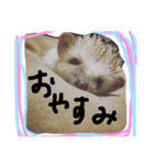ハリネズミのカンパチ（個別スタンプ：6）