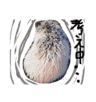 ハリネズミのカンパチ（個別スタンプ：7）