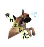Great Dane（個別スタンプ：4）