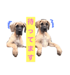 Great Dane（個別スタンプ：5）