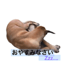 Great Dane（個別スタンプ：6）