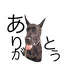 Great Dane（個別スタンプ：7）